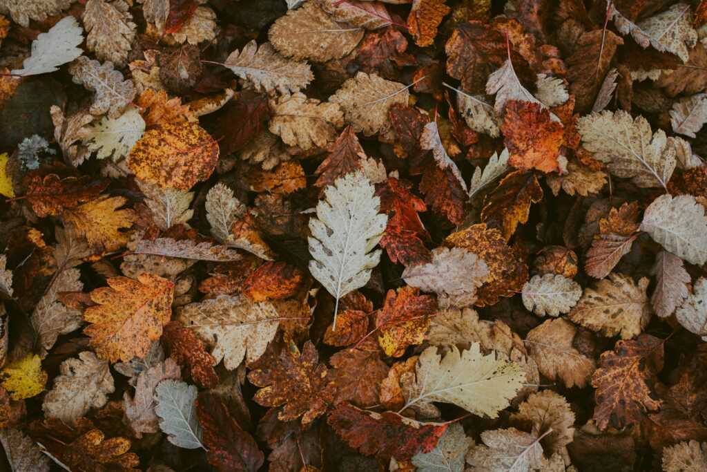 fall season - leaves and mold