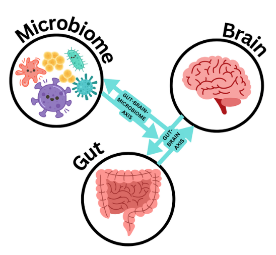 Microbiome - Brain - Gut