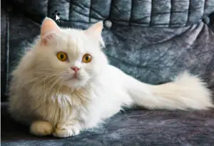 fluffy white cat on couch